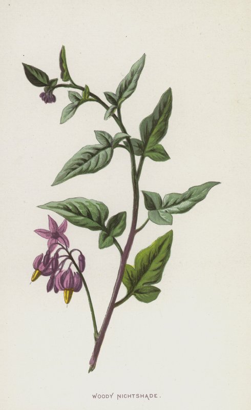 Woody Nightshade (chromolitho) av Frederick Edward Hulme