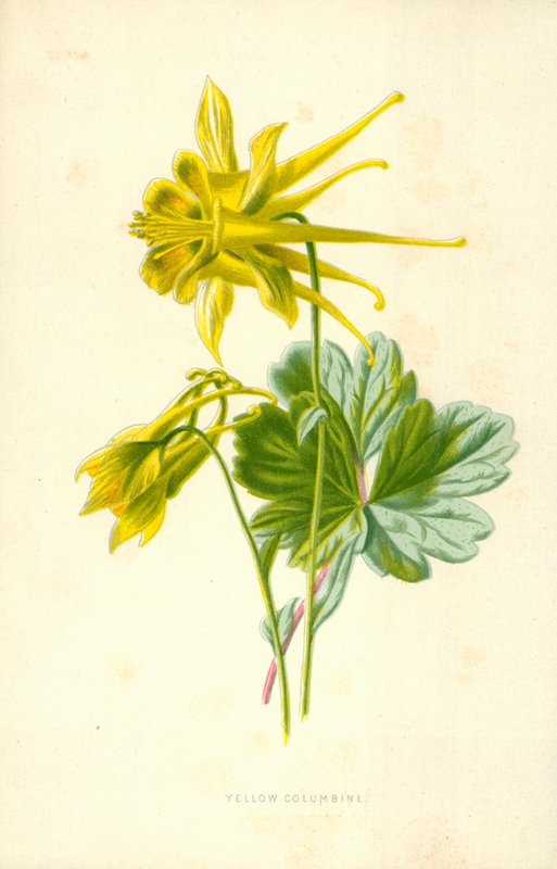 Gul aeleie av Frederick Edward Hulme