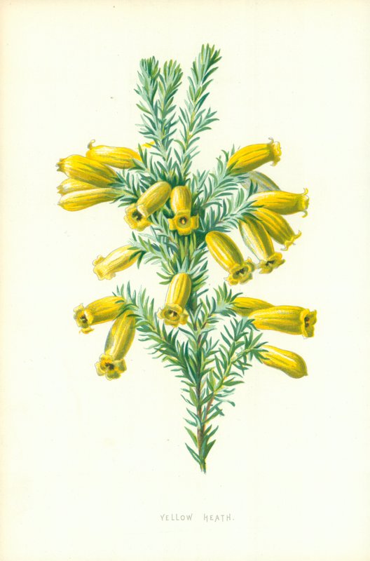 Yellow Heath av Frederick Edward Hulme