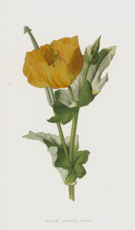 Gul hornvalmue (chromolitho) av Frederick Edward Hulme