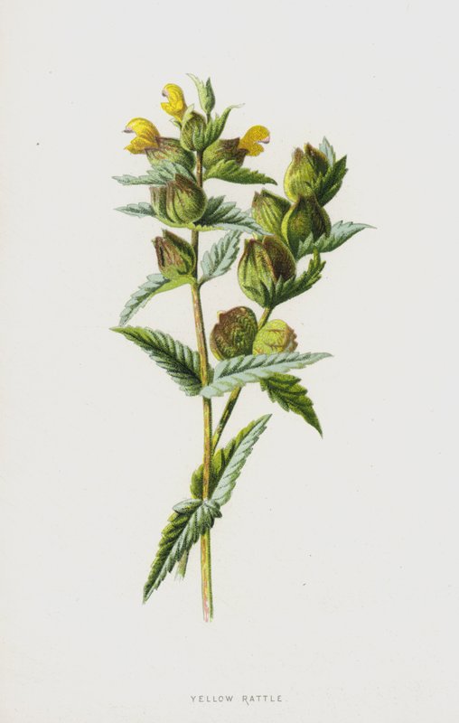 Gul rangle (chromolitho) av Frederick Edward Hulme