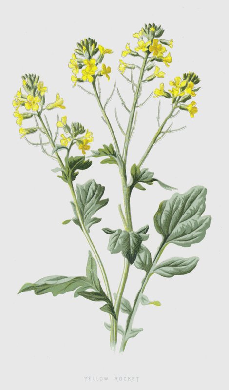Gul rakett (chromolitho) av Frederick Edward Hulme