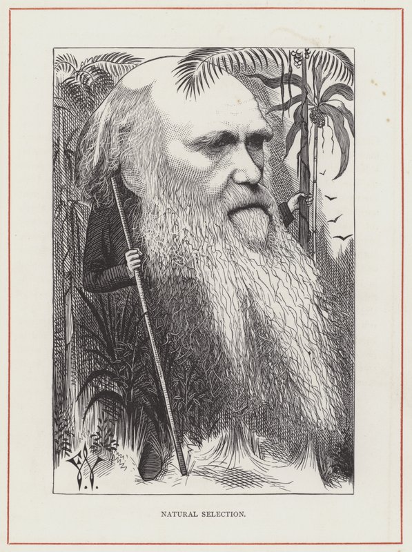 Charles Darwin, Naturlig utvalg av Frederick Waddy