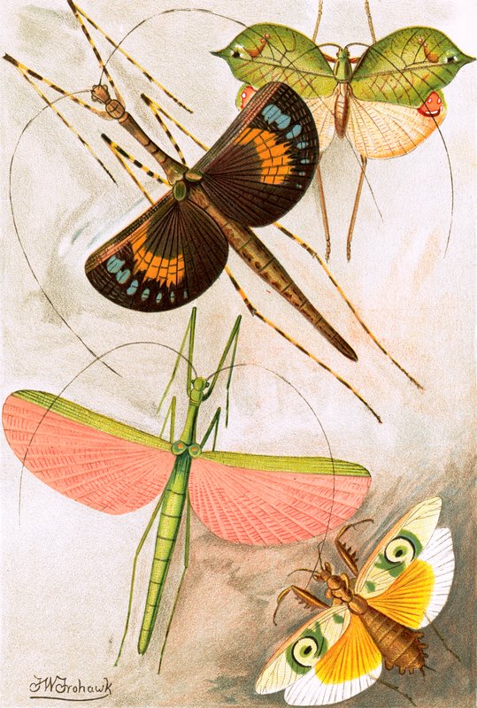 Orthoptera av Frederick William Frohawk
