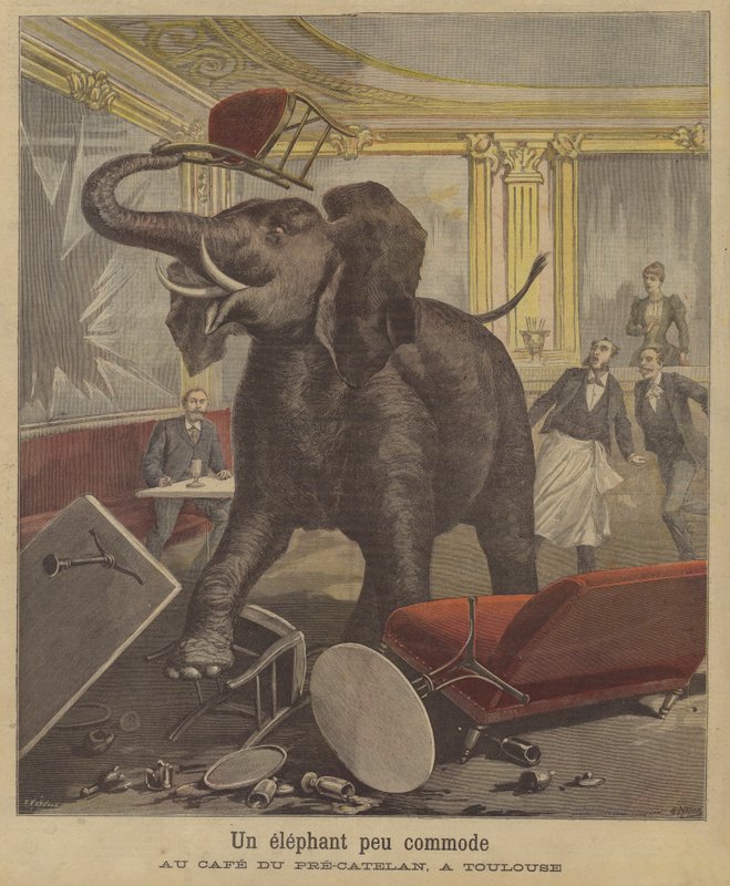 En elefant på amok på en kafé i Toulouse av French School
