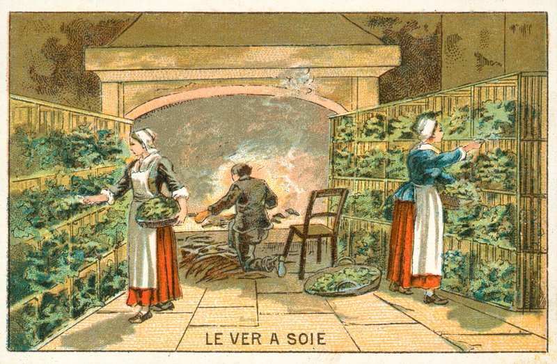 Oppdrett silkeorm av French School