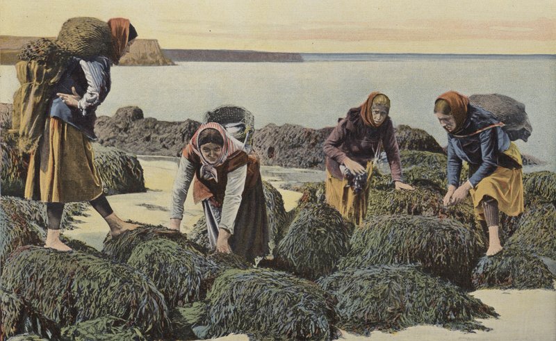 Boulogne-sur-Mer, blåskjelltyper av French Photographer