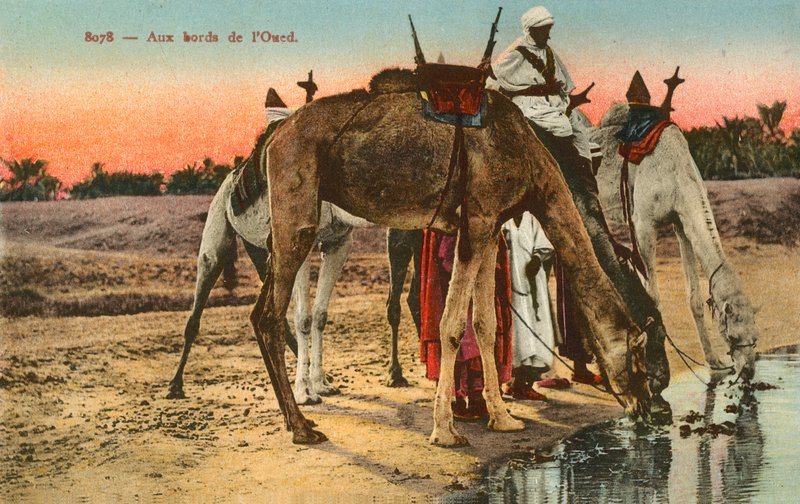 Kameler som drikker på kanten av elven Oued, Algerie av French Photographer