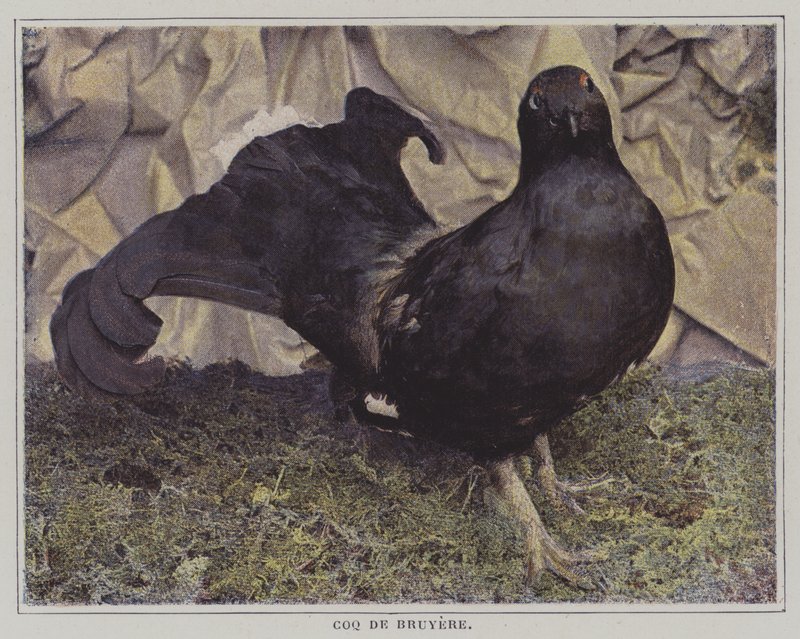 Capercaillie (fargebilde) av French Photographer