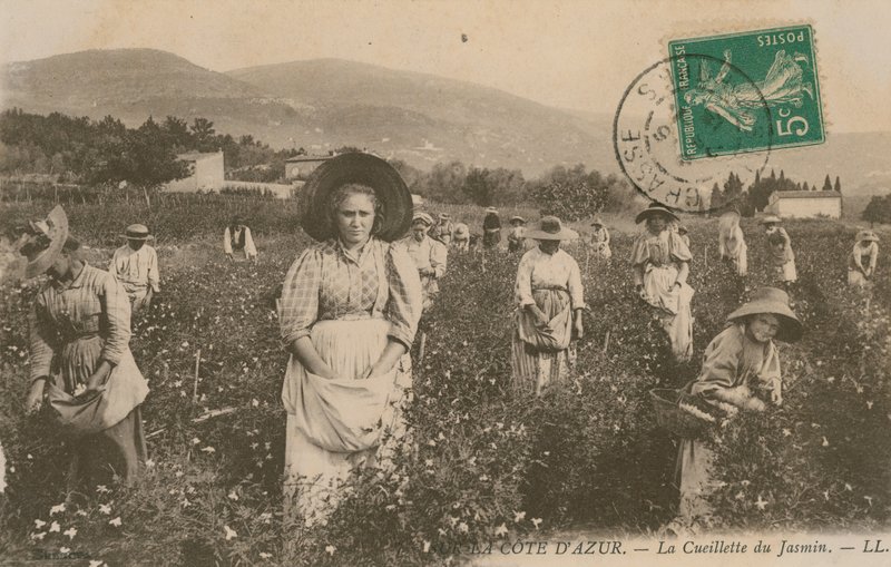 Cote dAzur, plukke sjasmin. Postkort sendt i 1913. av French Photographer