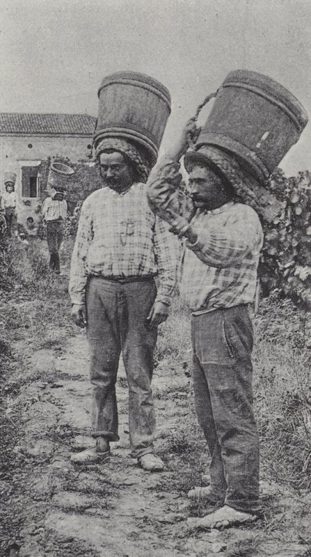 Drueplukkere på jobb (s/hvitt-bilde) av French Photographer