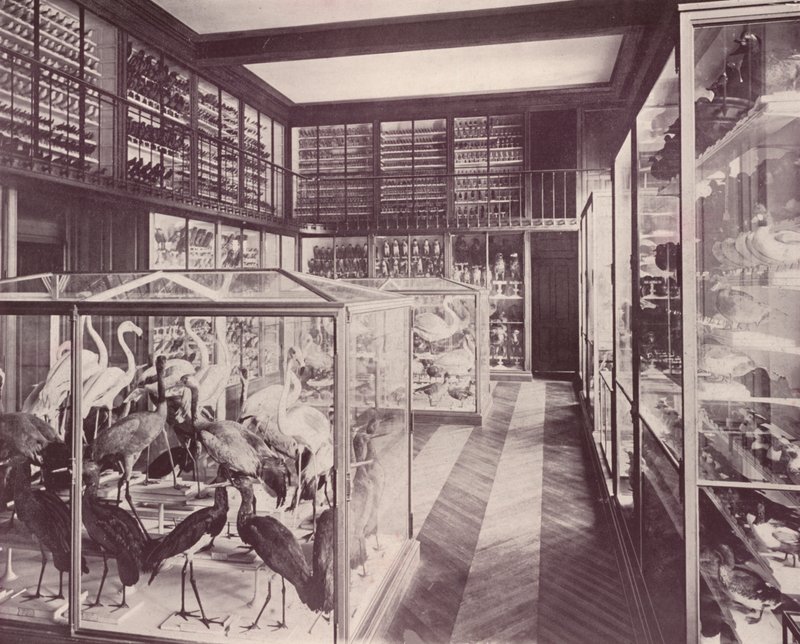 Paris: Gallery of Birds, Museum of Natural History (s/hv-bilde) av French Photographer