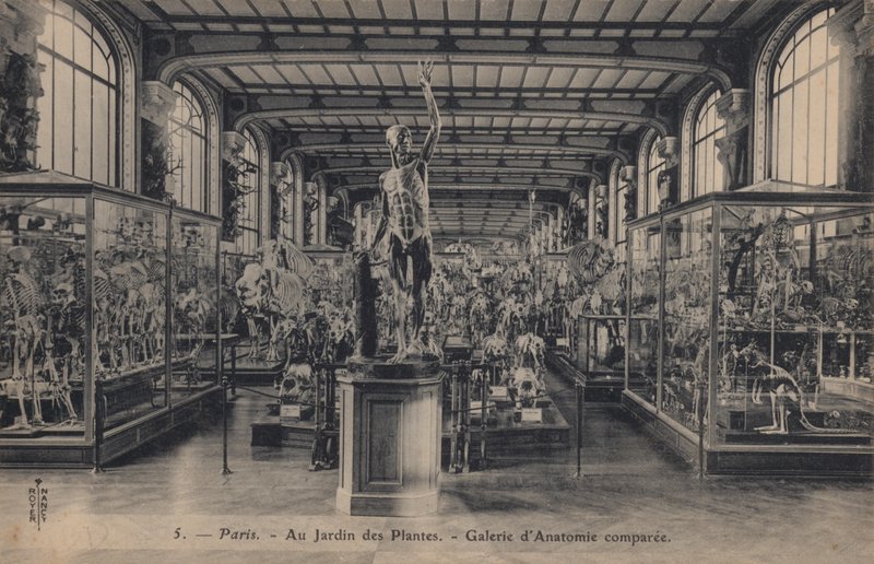 Paris, Jardin Des Plantes av French Photographer