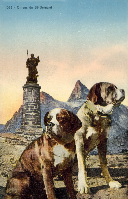St Bernard Dogs av French Photographer