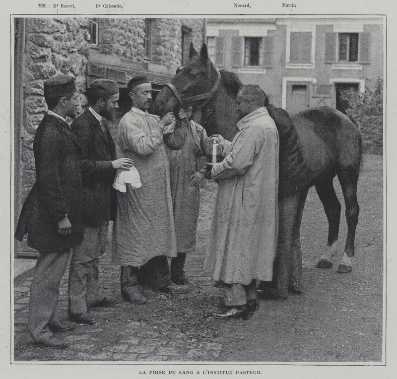 Tar en blodprøve fra en hest ved Institut Pasteur, Paris (s/hv-bilde) av French Photographer