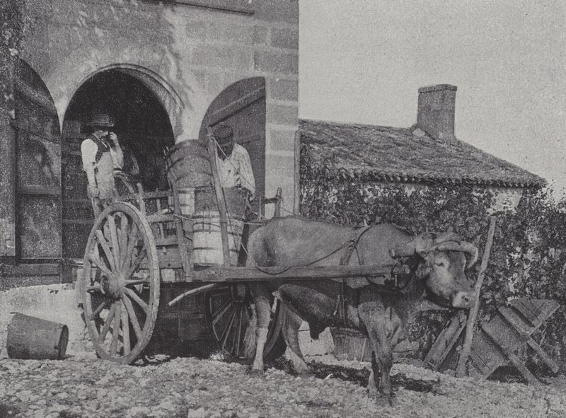 Transport av høstede druer med oksevogn (s/hv-bilde) av French Photographer