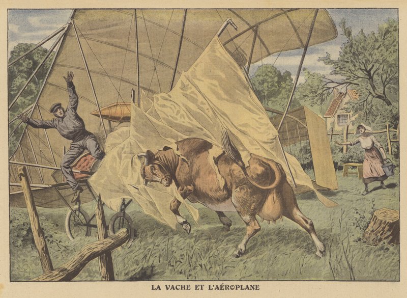 En ku som angriper et fly i det amerikanske midtvesten (farge litho) av French School