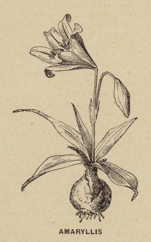 Amaryllis (gravură) norvegiană av French School