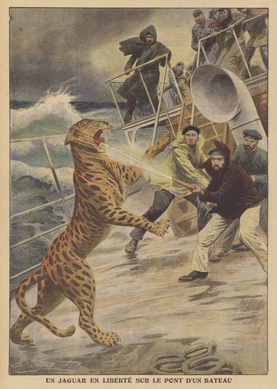 En rømt jaguar på frifot på et skip (farge litho) av French School