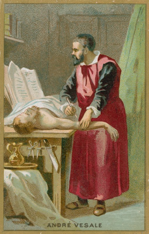 Andreas Vesalius av French School
