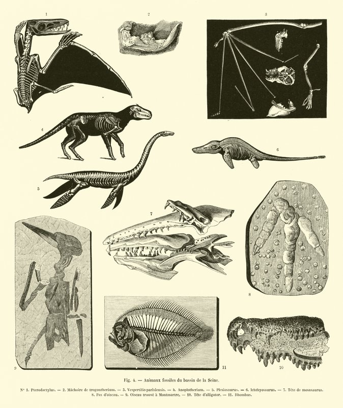 Fossile dyr fra Seinebassenget av French School