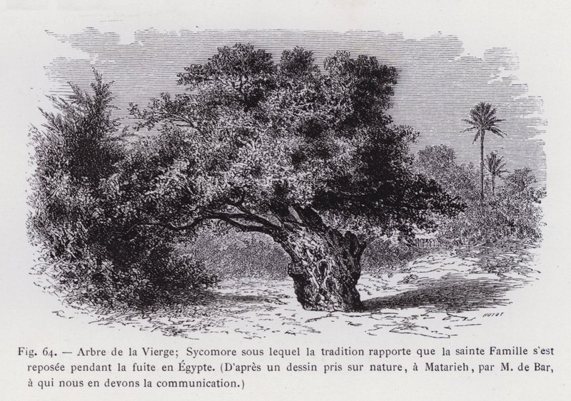 Jomfruens tre; Sycamore som tradisjonen rapporterer at den hellige familie hvilte under flukten til Egypt, Fra en tegning hentet fra naturen, ved Matarieh, av M. de Bar, som vi skylder kommunikasjonen (gravering) av French School