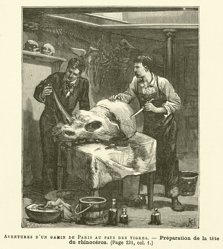 Adventures of a Boy From Paris In The Land Of The Tigers (gravering) av French School