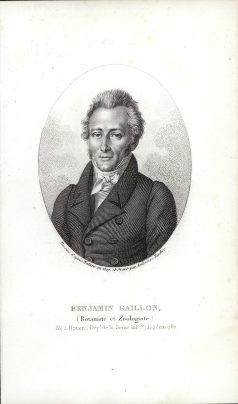Benjamin Gaillon av French School