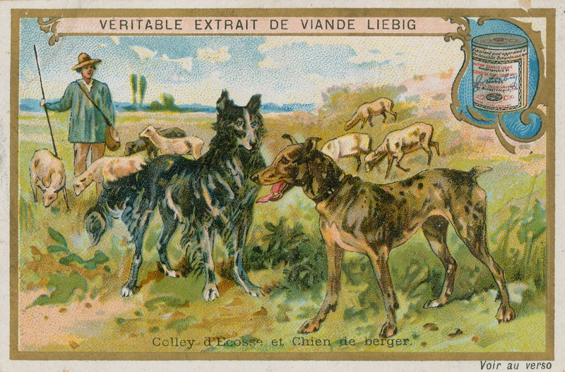 Border collie og fårehund av French School