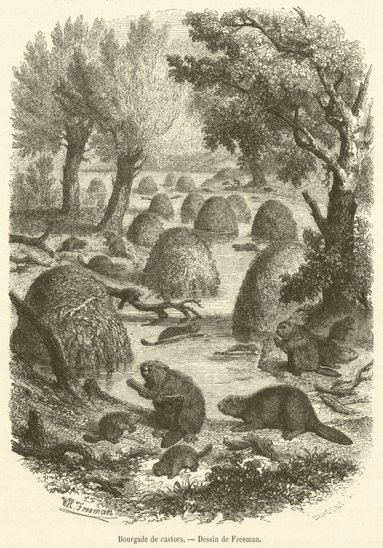 Landsby med bever (gravering) av French School