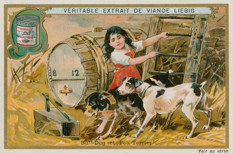 Bulldog og Fox Terrier av French School