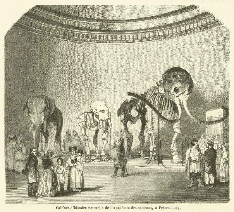 Naturhistorisk kabinett ved Vitenskapsakademiet, Petersburg (gravering) av French School