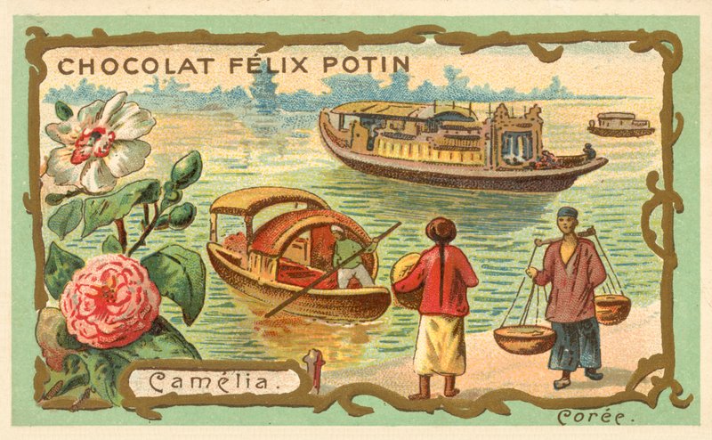 Camelia, Korea (chromolitho) av French School