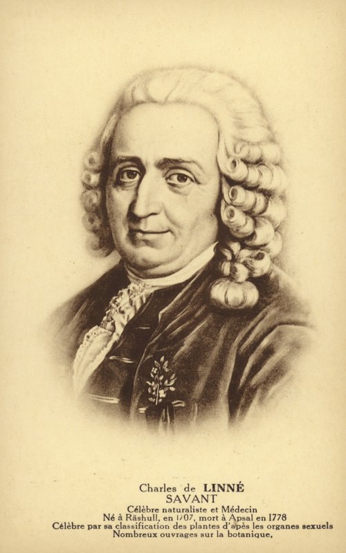 Carl von Linné (1707–1778), svensk botaniker og zoolog (litografi) av French School
