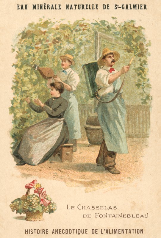 Chasselas de Fontainebleau druer (chromolitho) av French School