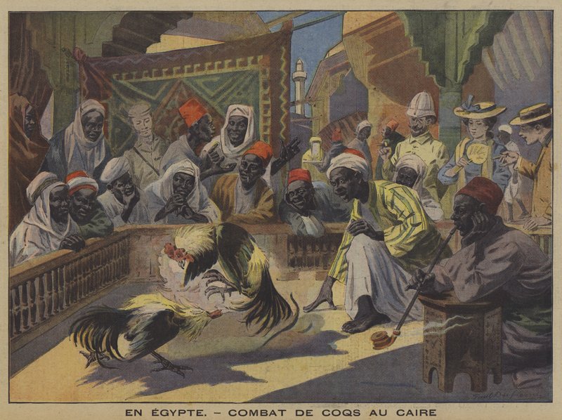 Hanekamp i Kairo (farge litho) av French School