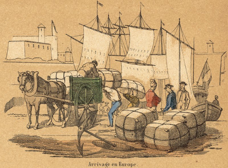 Bomull (farget gravering) av French School