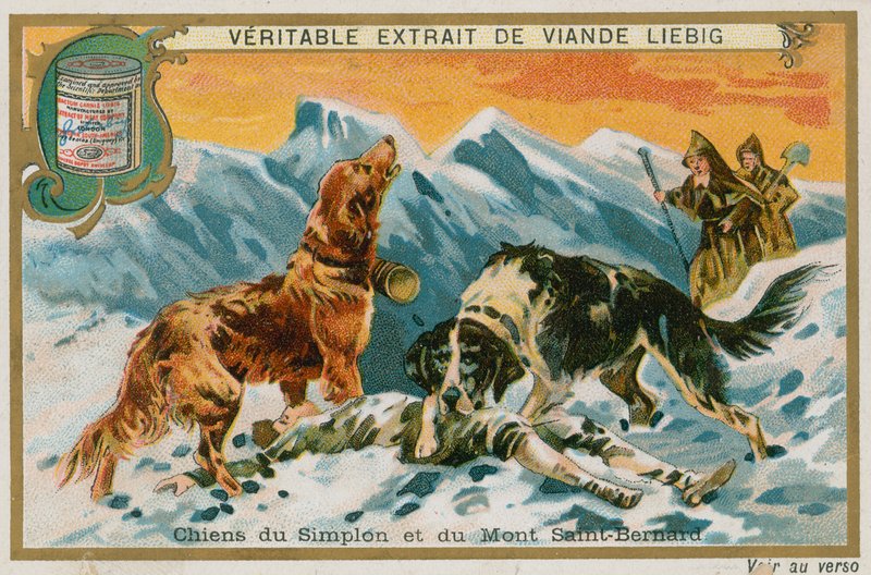 Dogs of the Simplon og Mont St Bernard av French School