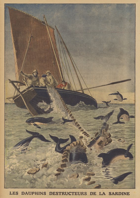 Delfiner forstyrrer fangsten av sardiner (farge litho) av French School