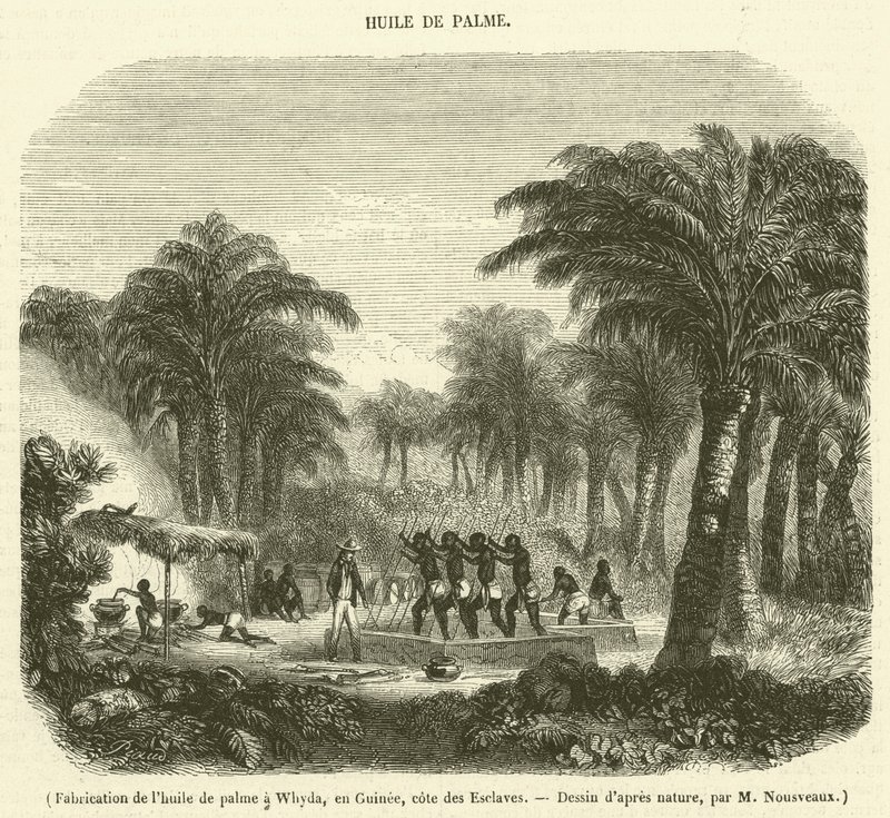Produksjon av palmeolje i Whyda, Guinea, Slavekysten (gravering) av French School