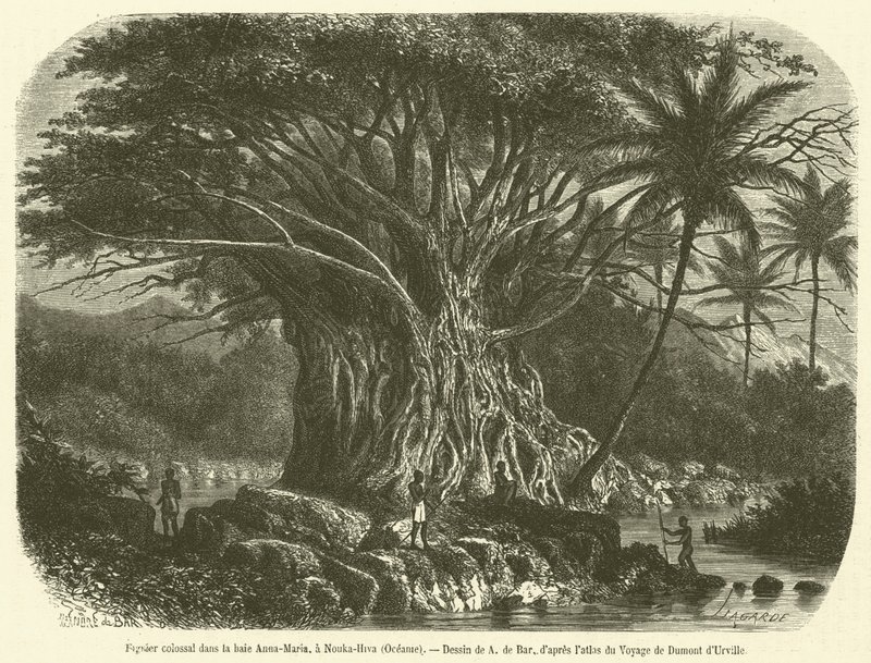 Kolossalt fikentre i Anna-Maria-bukten, ved Nouka-Hiva, Oseania (gravering) av French School