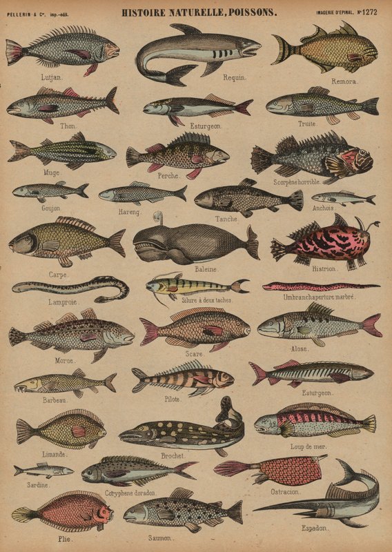 Fisk (farget gravering) av French School