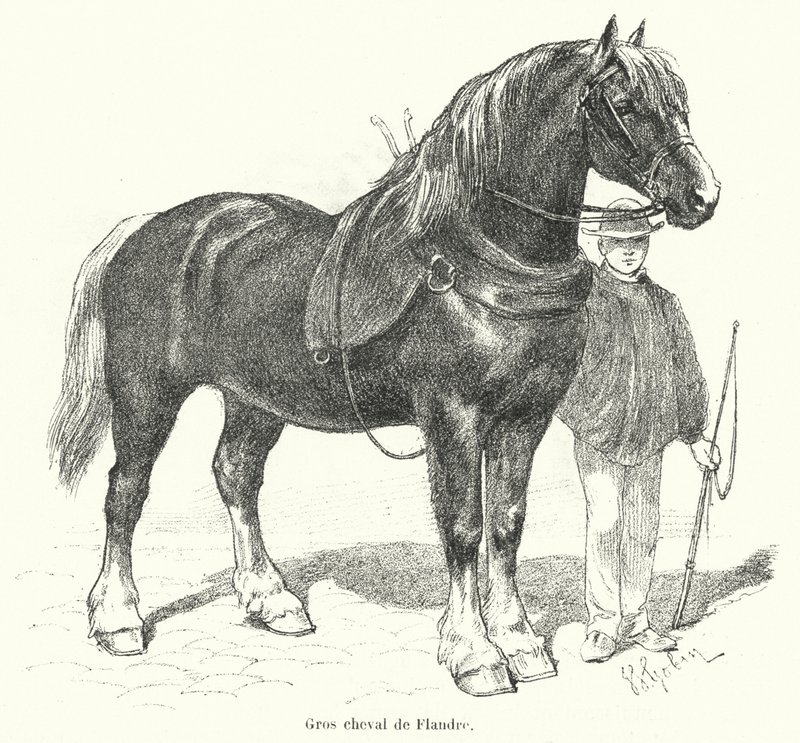Flamsk tung hest (gravering) av French School