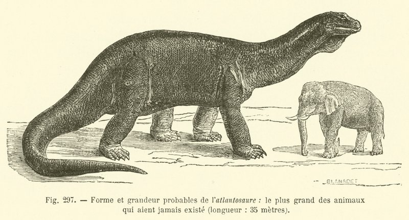 Sannsynlig form og størrelse på atlantosaurus, det største dyret som noen gang har eksistert, lengde, 35 meter (gravering) av French School