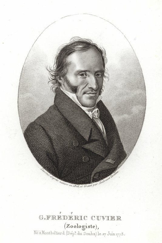 George Cuvier av French School