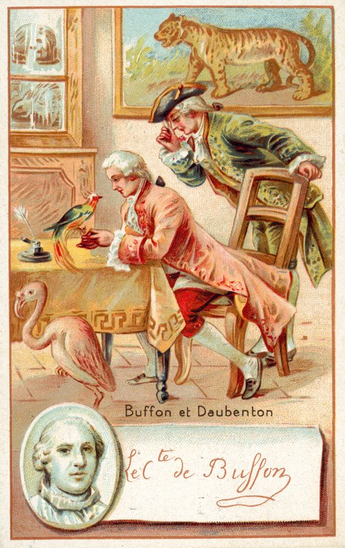 Georges-Louis Leclerc, Comte de Buffon og Louis-Jean-Marie Daubenton, franske naturforskere (chromolitho) av French School