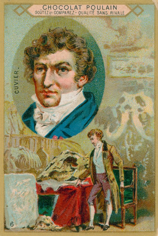 George Cuvier av French School