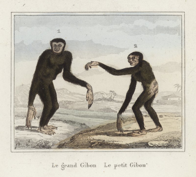Gibbons av French School