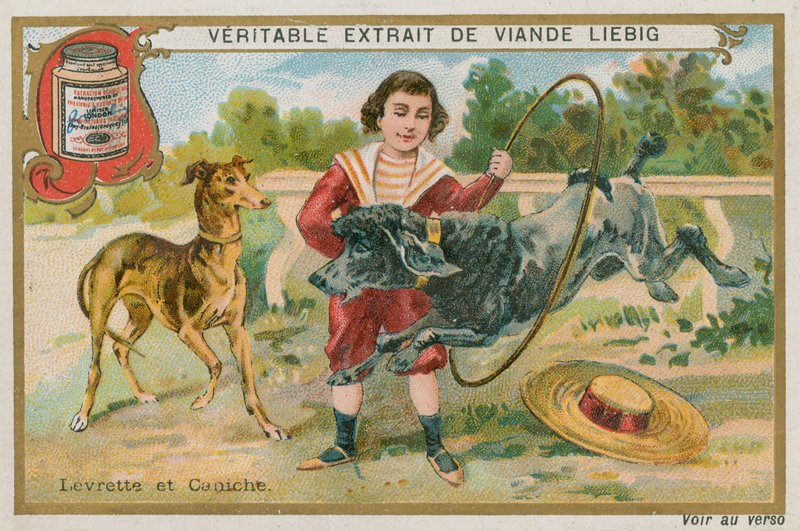 Greyhound og puddel av French School