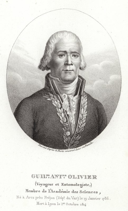 Guillaume Antoine Olivier av French School